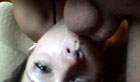Suck Me Bitch - Amateur POV Cock Sucking Porn Videos